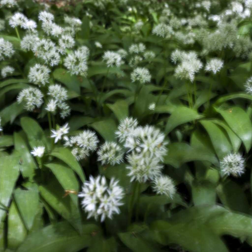 England, Northumberland, Bothal. Spring woodland near Bothal on a quiet morning in Northumberland, photographed using intentional camera movement to soften the trees and wild flowers into an almost painterly scene.