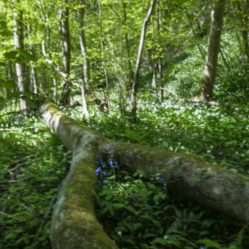England, Northumberland, Bothal. Spring woodland near Bothal on a quiet morning in Northumberland, photographed using intentional camera movement to soften the trees and wild flowers into an almost painterly scene.