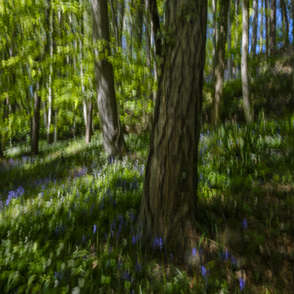 England, Northumberland, Bothal. Spring woodland near Bothal on a quiet morning in Northumberland, photographed using intentional camera movement to soften the trees and wild flowers into an almost painterly scene.