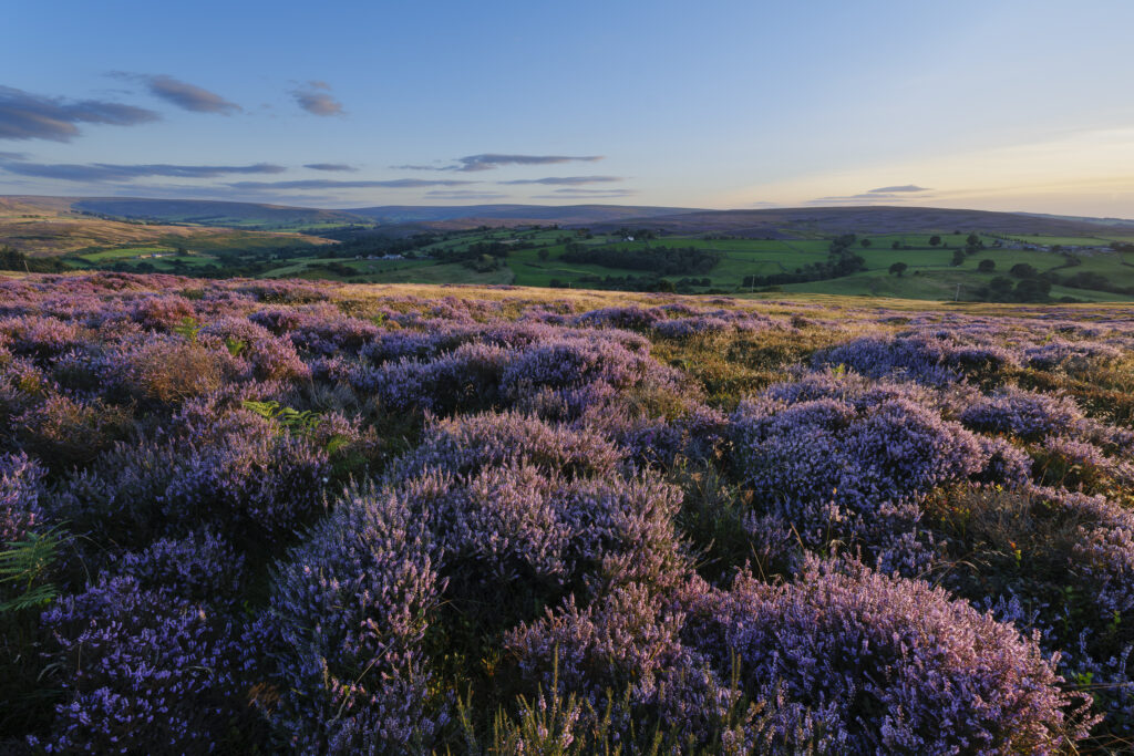 England, North Yorkshire, North York Moors National Park.