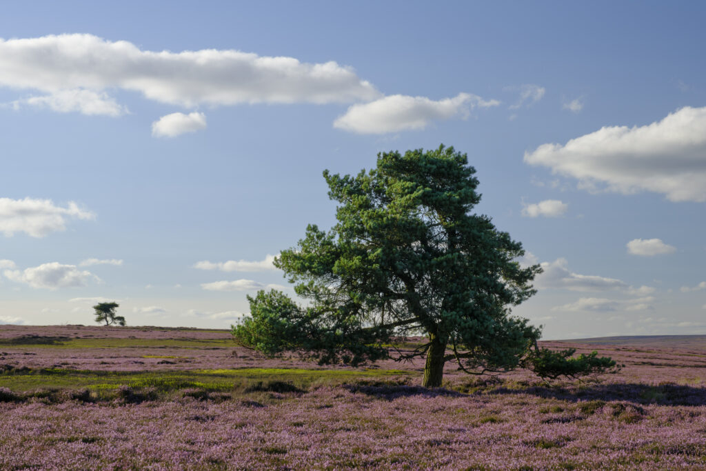 England, North Yorkshire, North York Moors National Park.