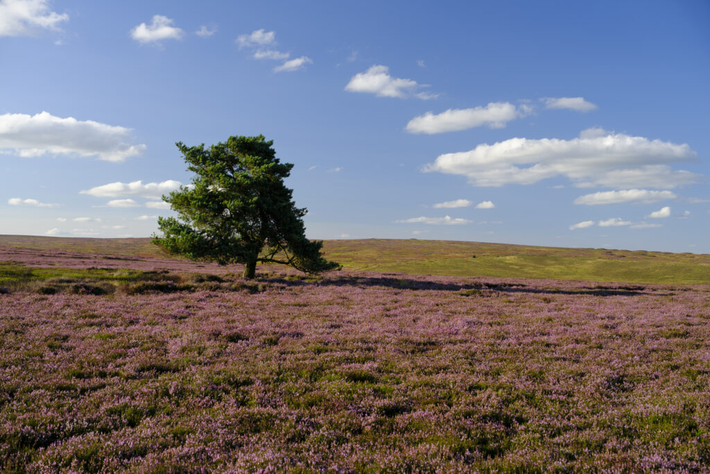 England, North Yorkshire, North York Moors National Park.