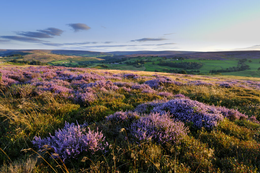 England, North Yorkshire, North York Moors National Park.
