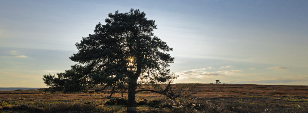 England, North Yorkshire, North York Moors National Park.