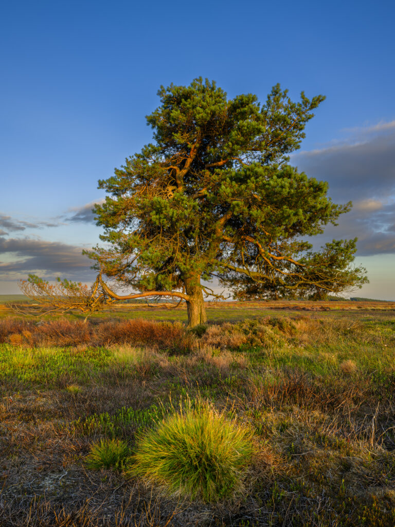England, North Yorkshire, North York Moors National Park.
