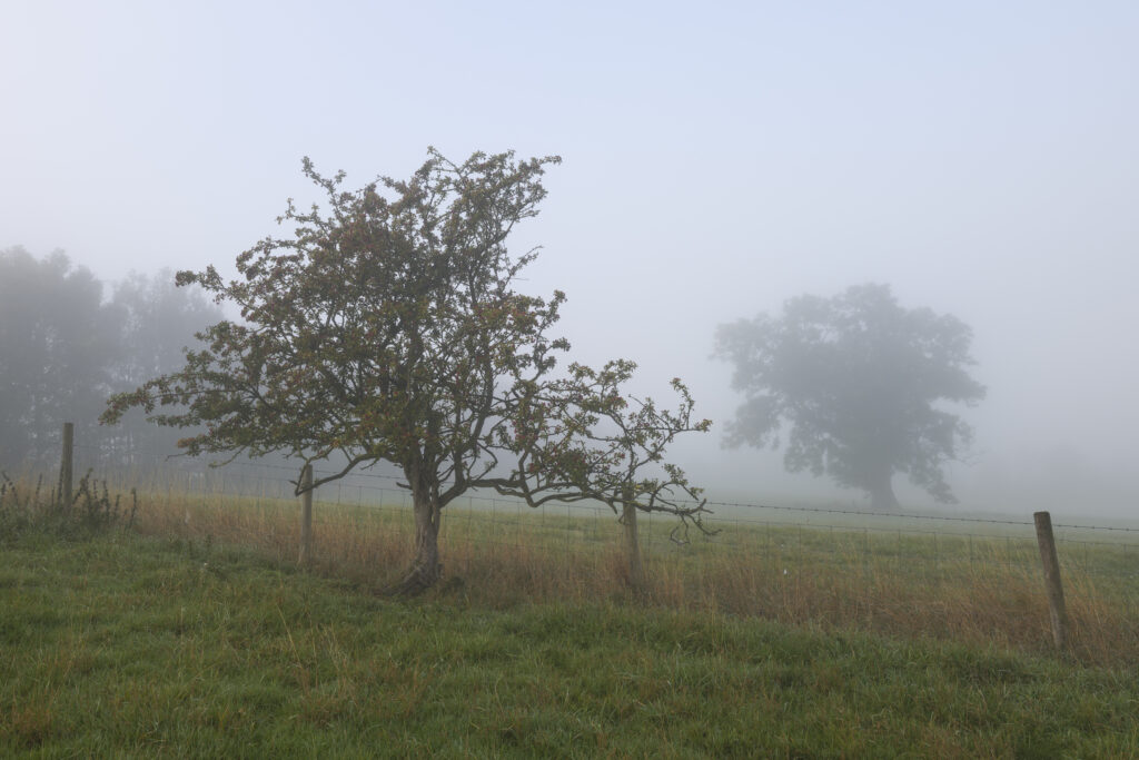 England, North Yorkshire, Northallerton.